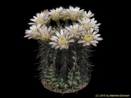 Gymnocalycium stenogonum 20